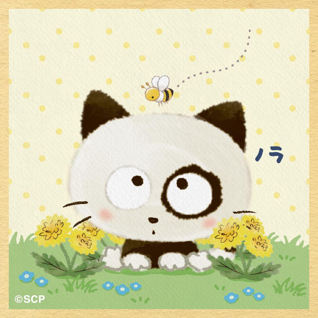 うちのタマしりませんか　正方形1