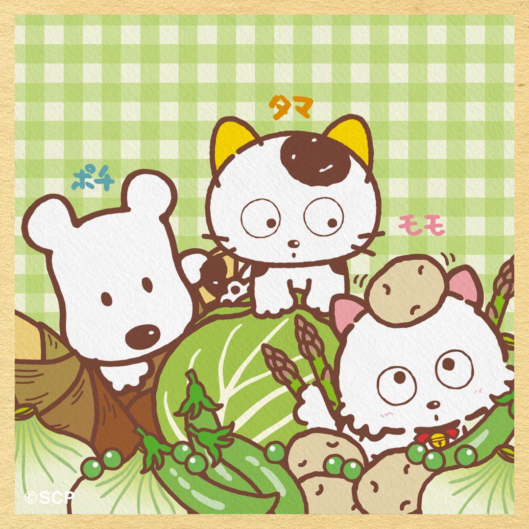 うちのタマしりませんか　正方形1