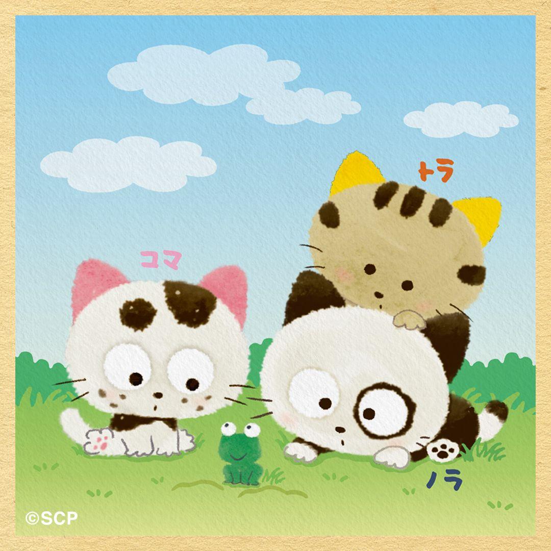 うちのタマしりませんか　正方形1