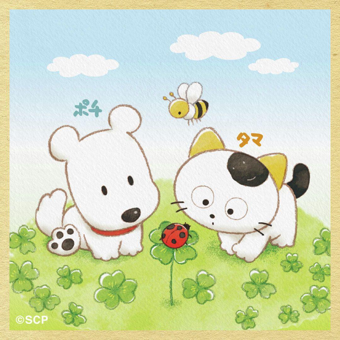 うちのタマしりませんか　正方形1