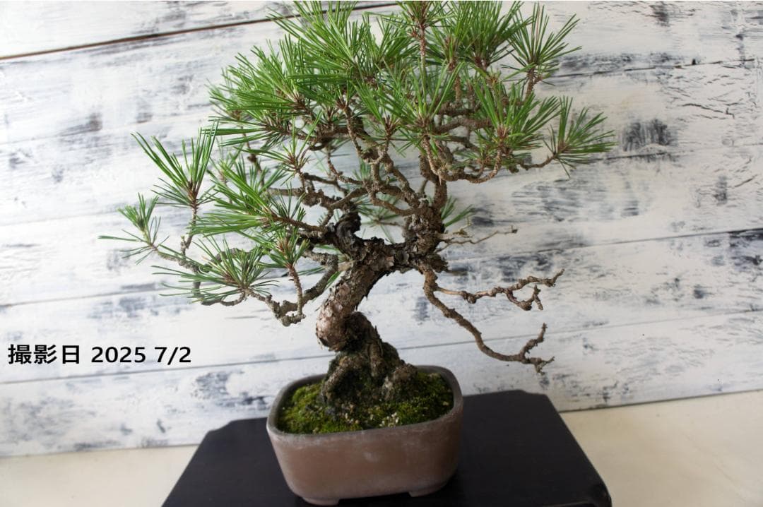 盆栽 『赤松』 インテリア 観葉植物 園芸 ガーデニング 送料無料 b161