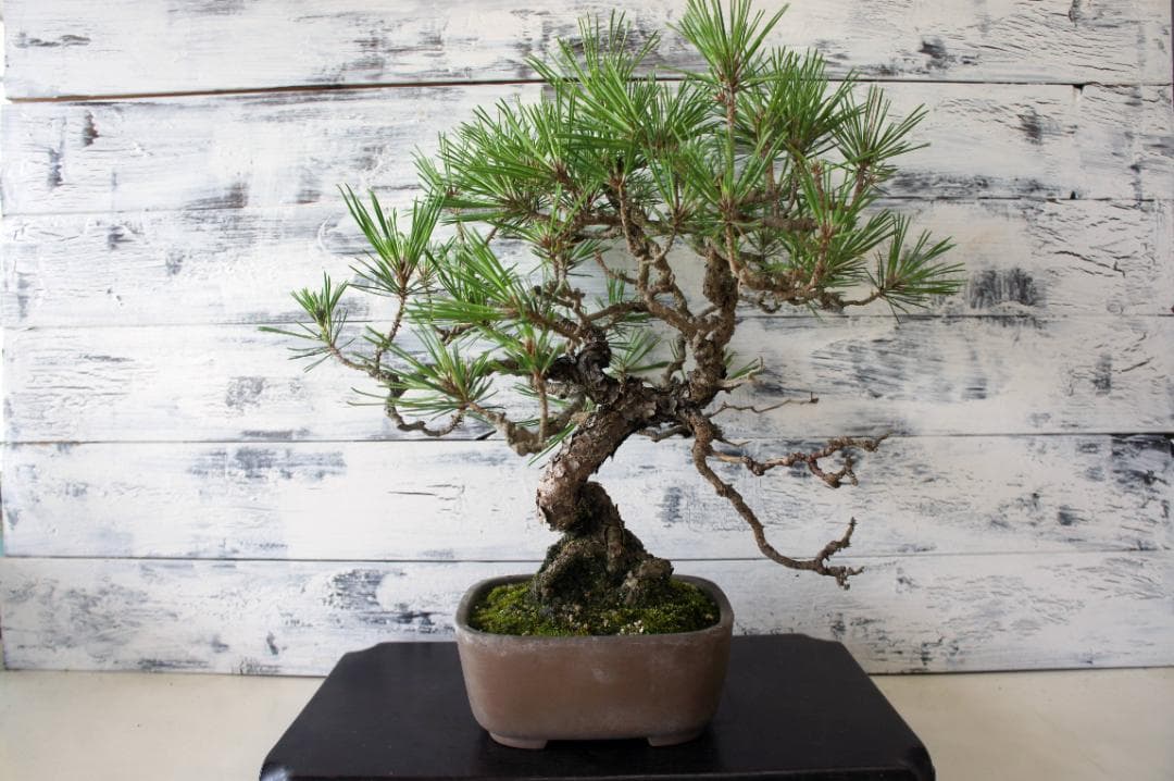 盆栽 『赤松』 インテリア 観葉植物 園芸 ガーデニング 送料無料 b161