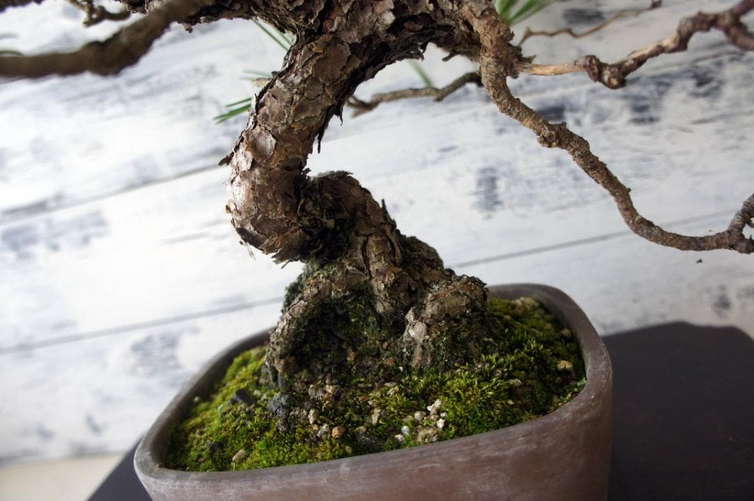 盆栽 『赤松』 インテリア 観葉植物 園芸 ガーデニング 送料無料 b161