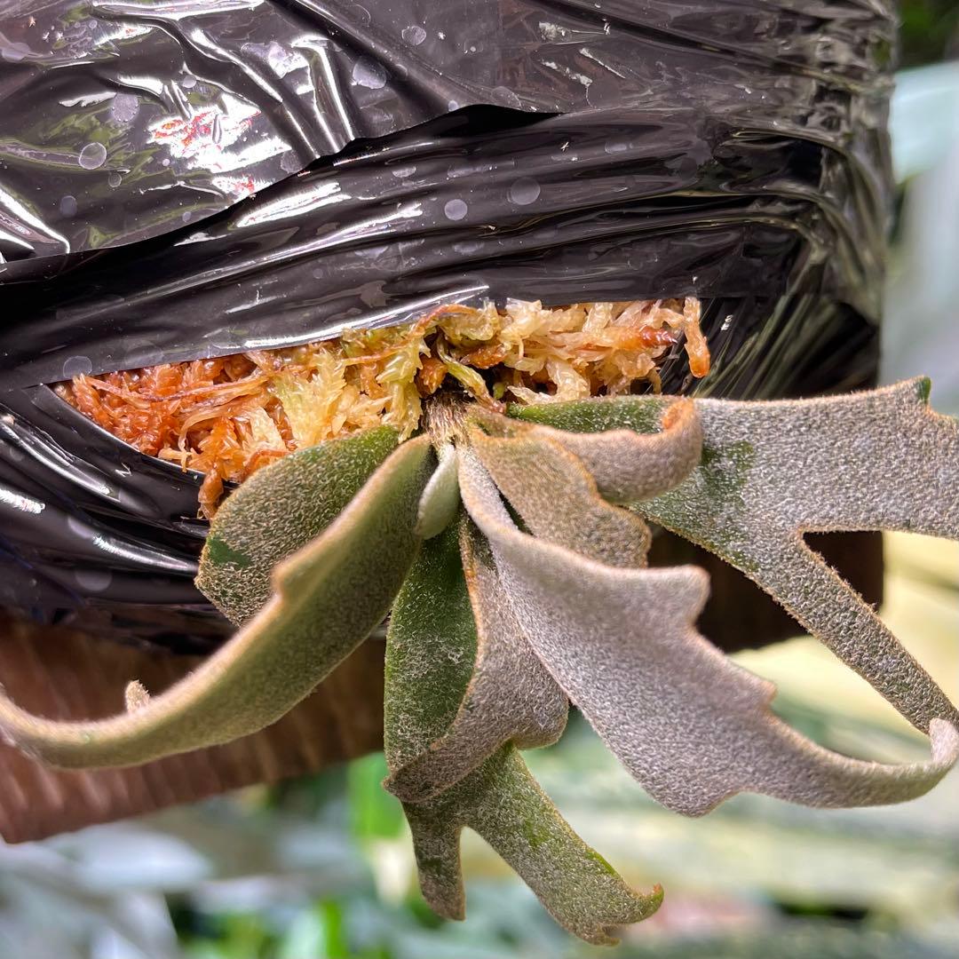 ビカクシダ yellow moon spore dwarf selected