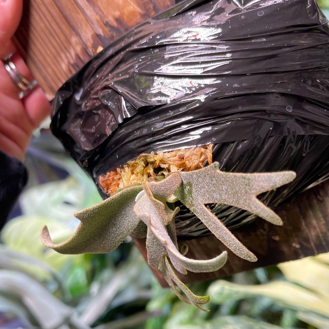 ビカクシダ yellow moon spore dwarf selected