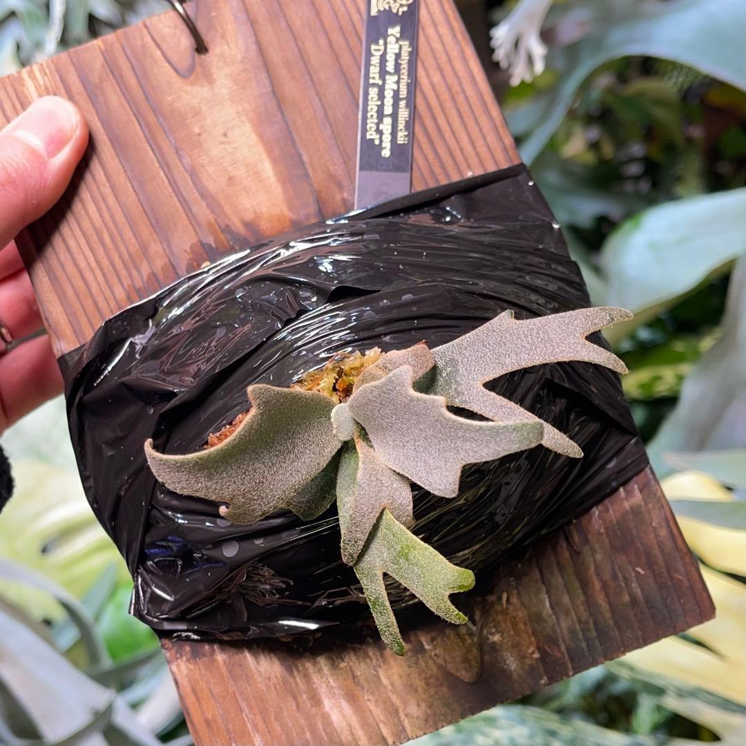 ビカクシダ yellow moon spore dwarf selected