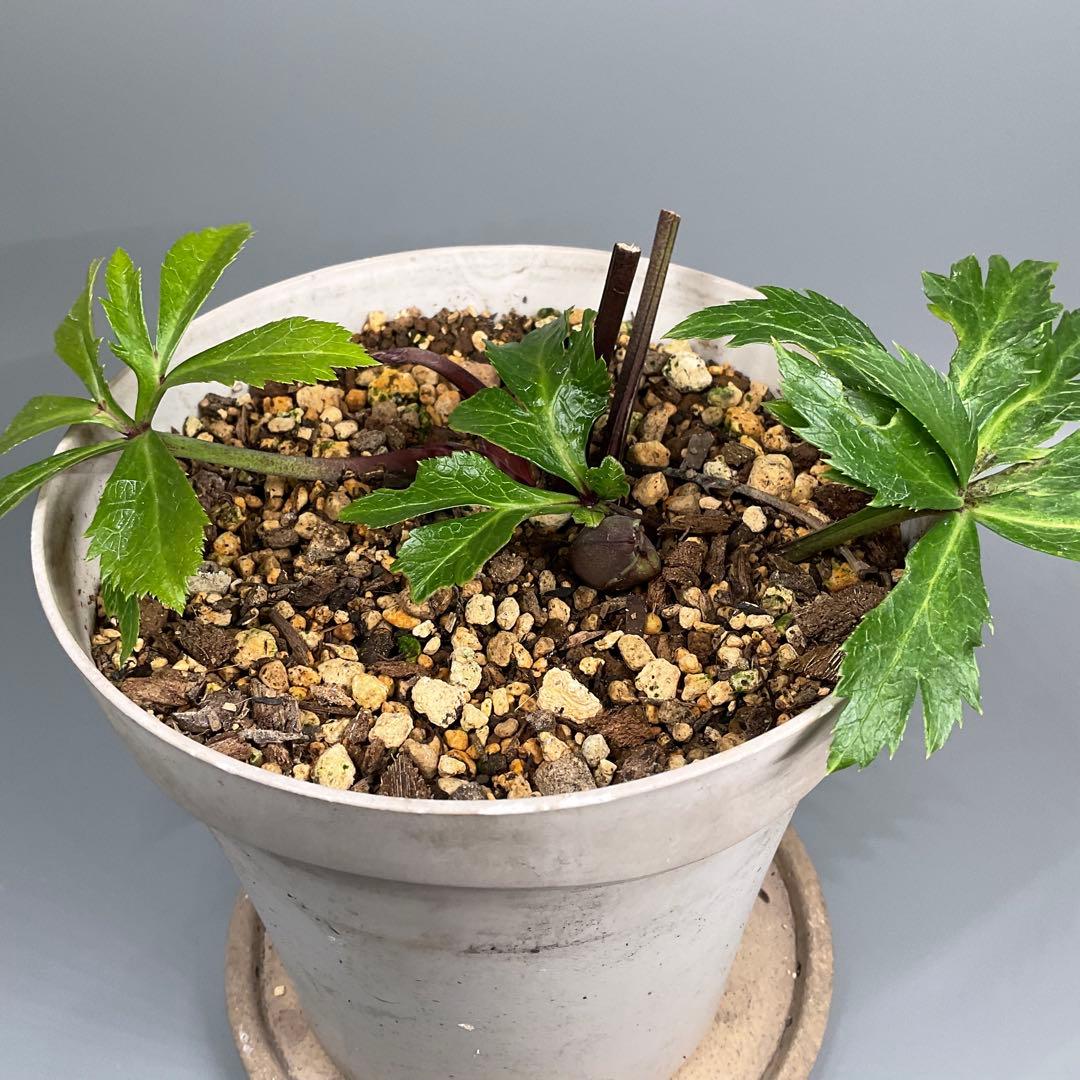 クリスマスローズ ピンクイエローグラデーション