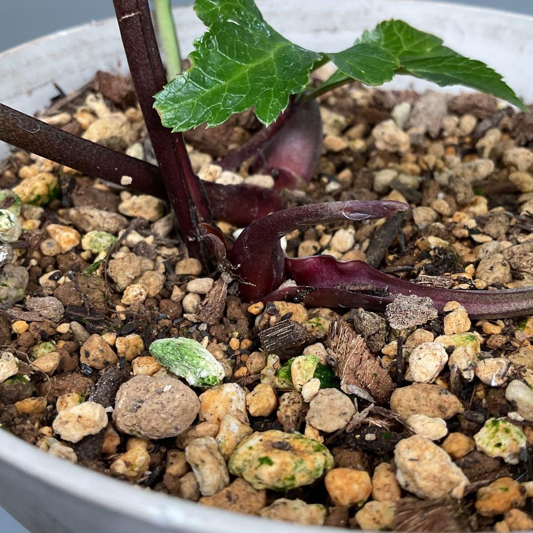 クリスマスローズ ピンクイエローグラデーション