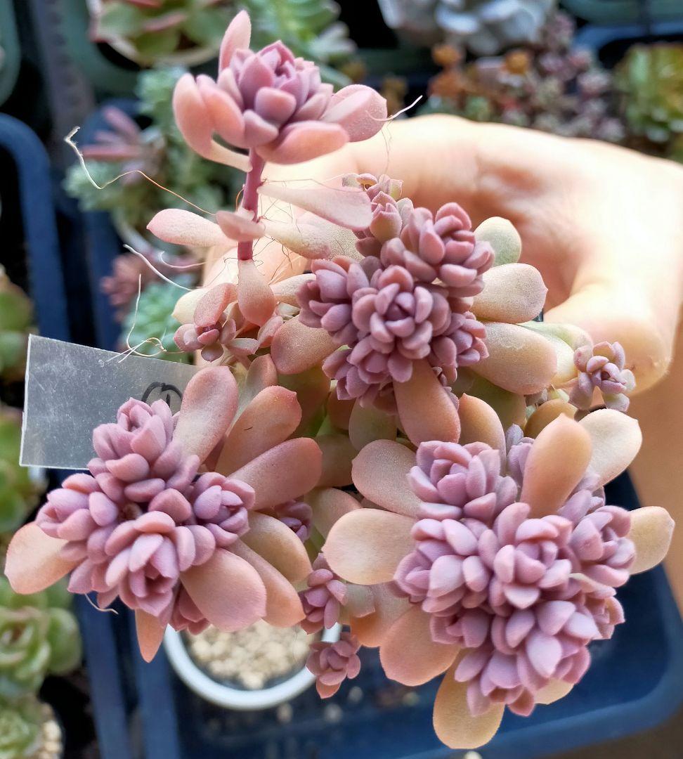 ④ リンダリンダ 群生 ぼのぼのさん苗 ぼの交配 土付き発送 多肉