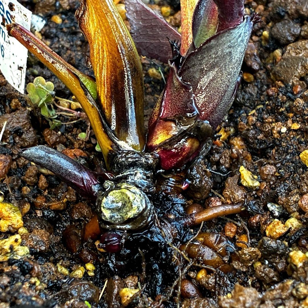 ☘️蕾花タグ付☘️超レア☘️6号⭐️DD⭐️BLACK⭐️llic⭐️Ashwood⭐️