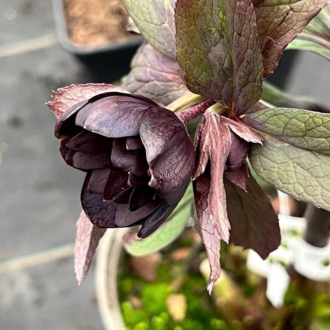 ☘️蕾花タグ付☘️超レア☘️6号⭐️DD⭐️BLACK⭐️llic⭐️Ashwood⭐️