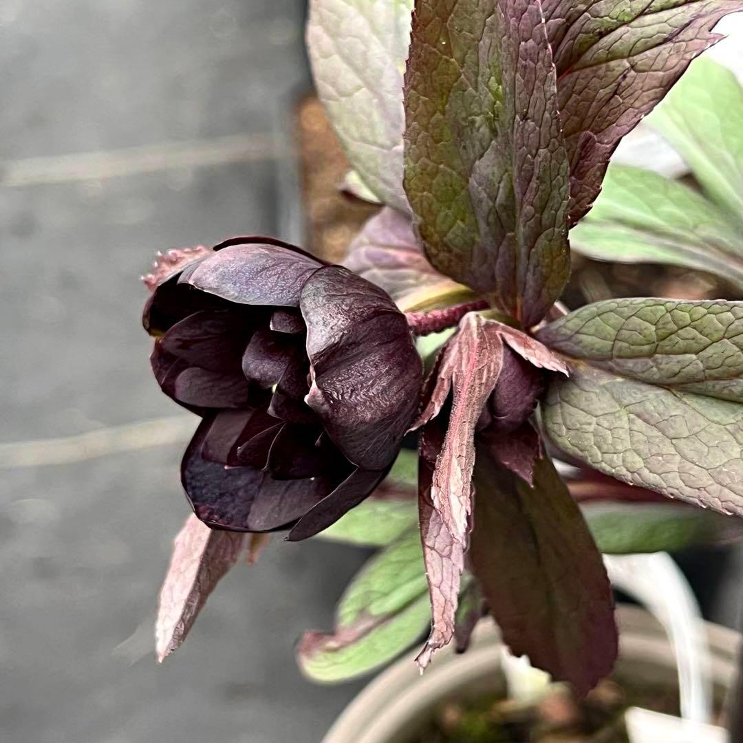 ☘️蕾花タグ付☘️超レア☘️6号⭐️DD⭐️BLACK⭐️llic⭐️Ashwood⭐️