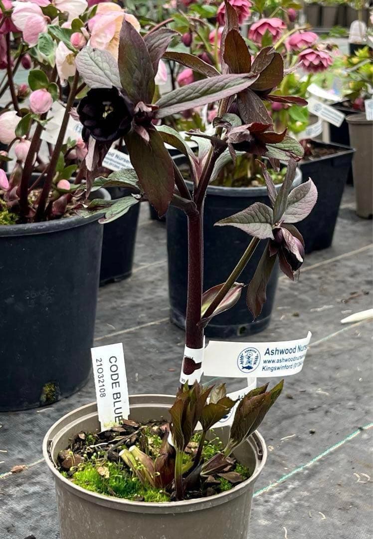 ☘️蕾花タグ付☘️超レア☘️6号⭐️DD⭐️BLACK⭐️llic⭐️Ashwood⭐️