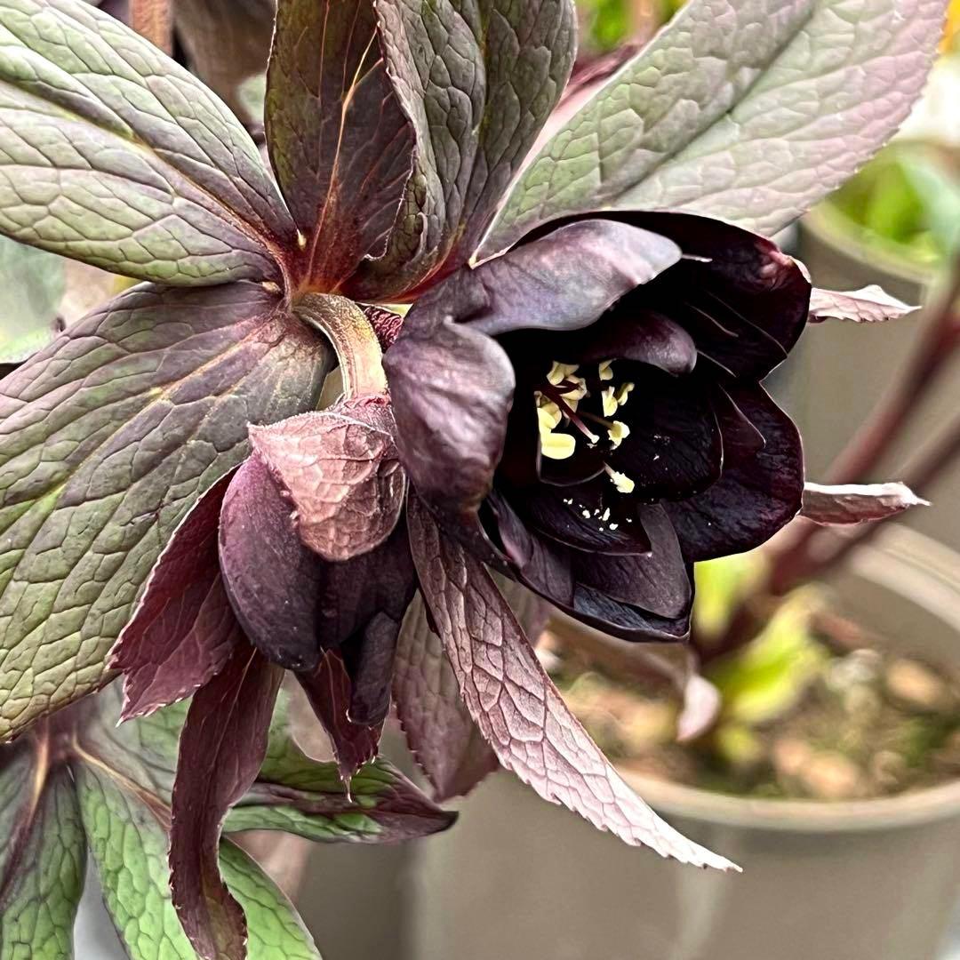 ☘️蕾花タグ付☘️超レア☘️6号⭐️DD⭐️BLACK⭐️llic⭐️Ashwood⭐️