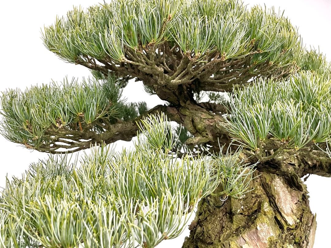 三河盆栽　宮島五葉松松　盆栽　古木　松