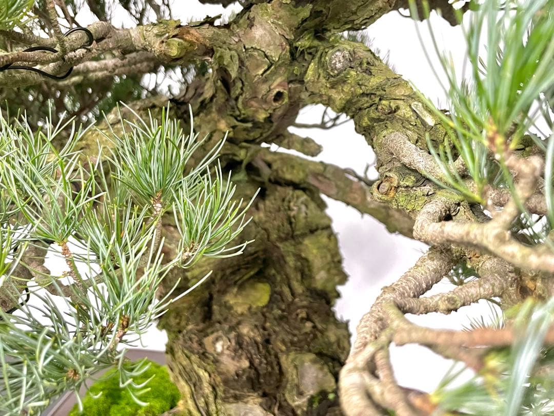 三河盆栽　宮島五葉松松　盆栽　古木　松