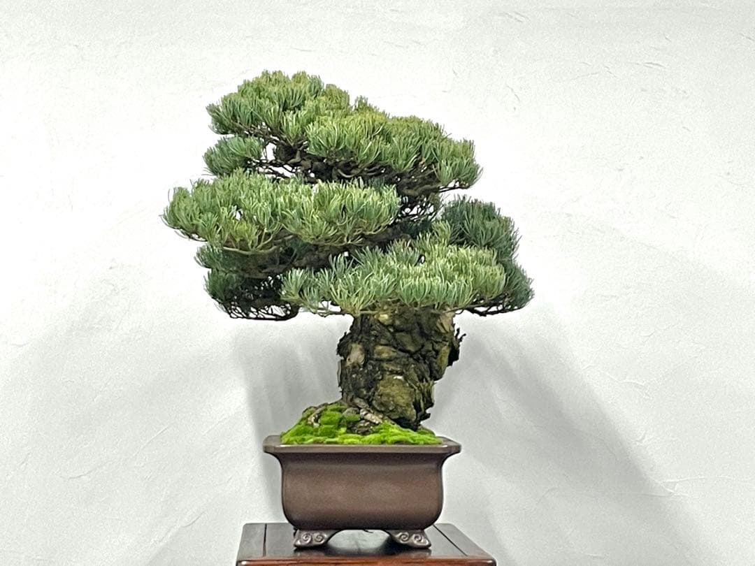 三河盆栽　宮島五葉松松　盆栽　古木　松