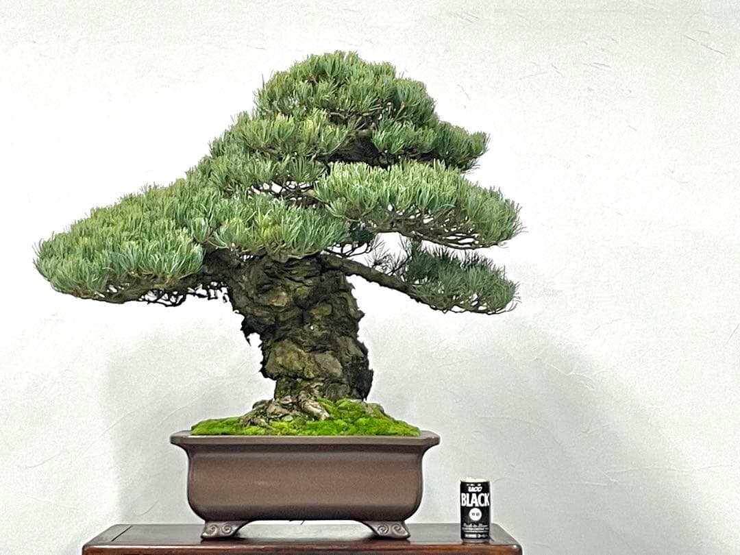 三河盆栽　宮島五葉松松　盆栽　古木　松