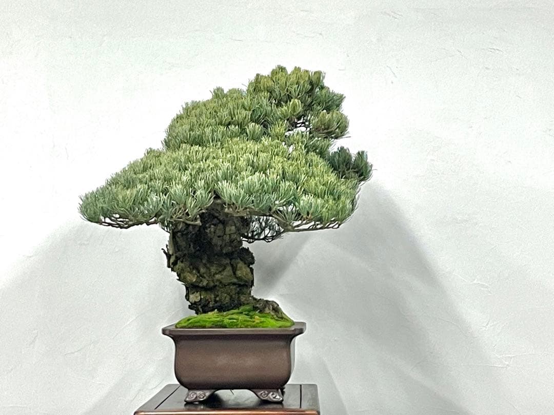 三河盆栽　宮島五葉松松　盆栽　古木　松