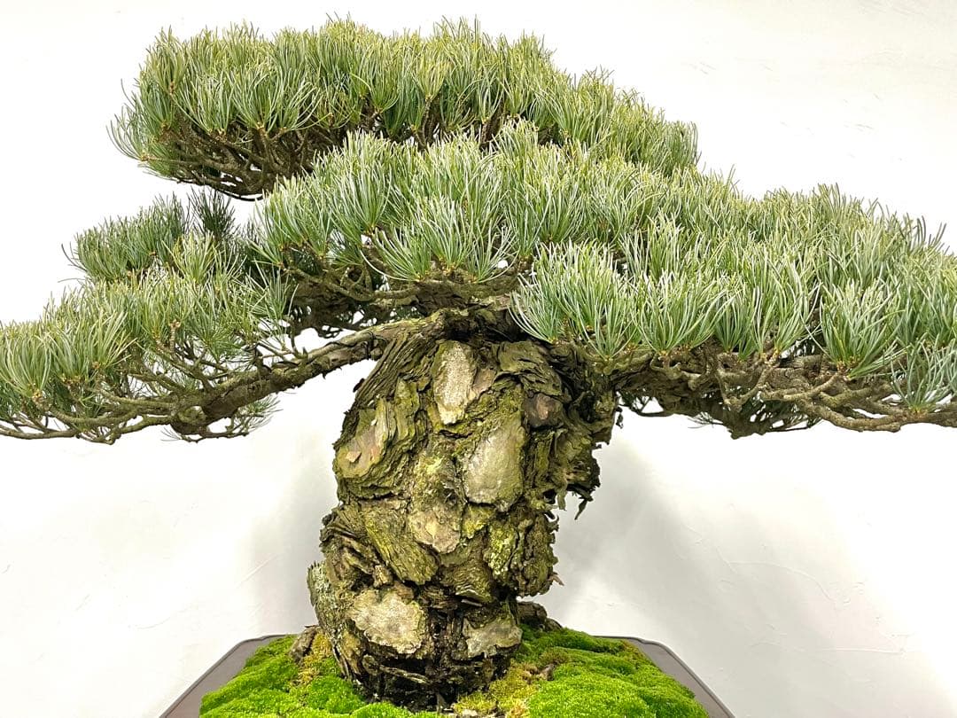 三河盆栽　宮島五葉松松　盆栽　古木　松