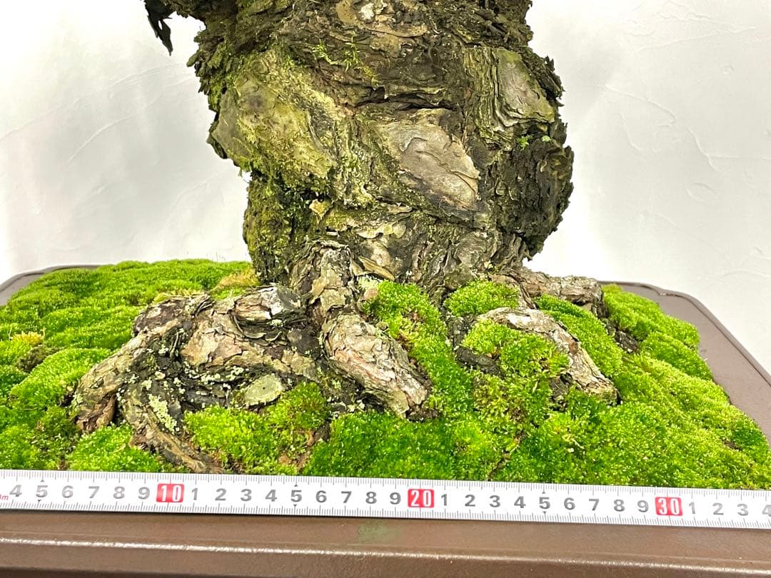 三河盆栽　宮島五葉松松　盆栽　古木　松