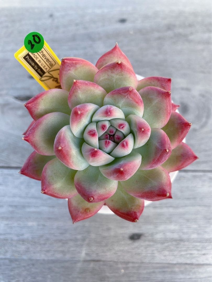 26】カリフォルニア輸入SAMリンゼアナNo.5 希少多肉植物