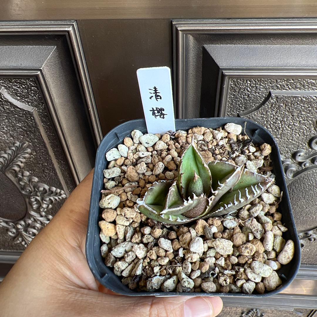 セールアガベ チタノタ 清櫻‼️5898-2598 - メルカリ