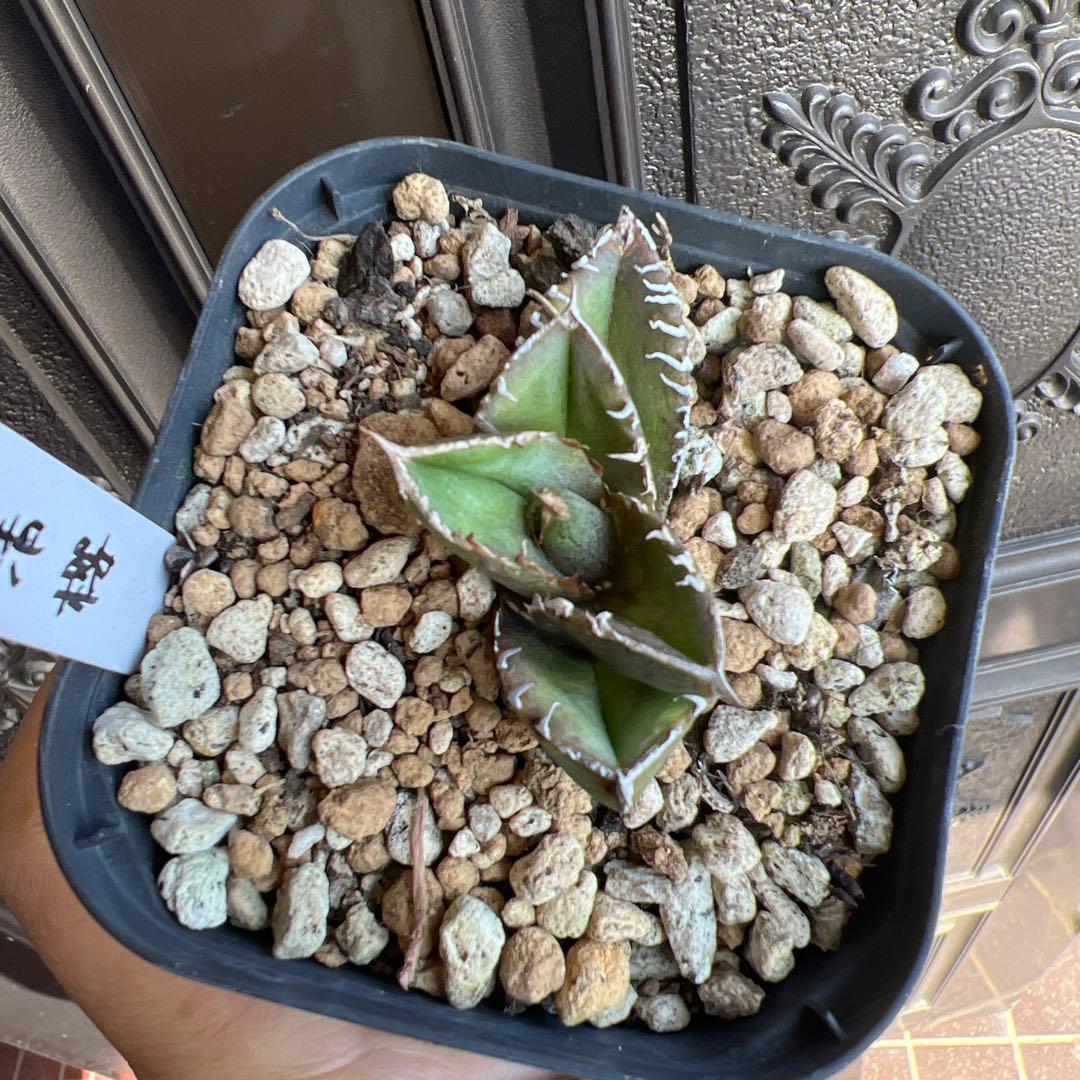 セールアガベ チタノタ 清櫻‼️5898-2598 - メルカリ