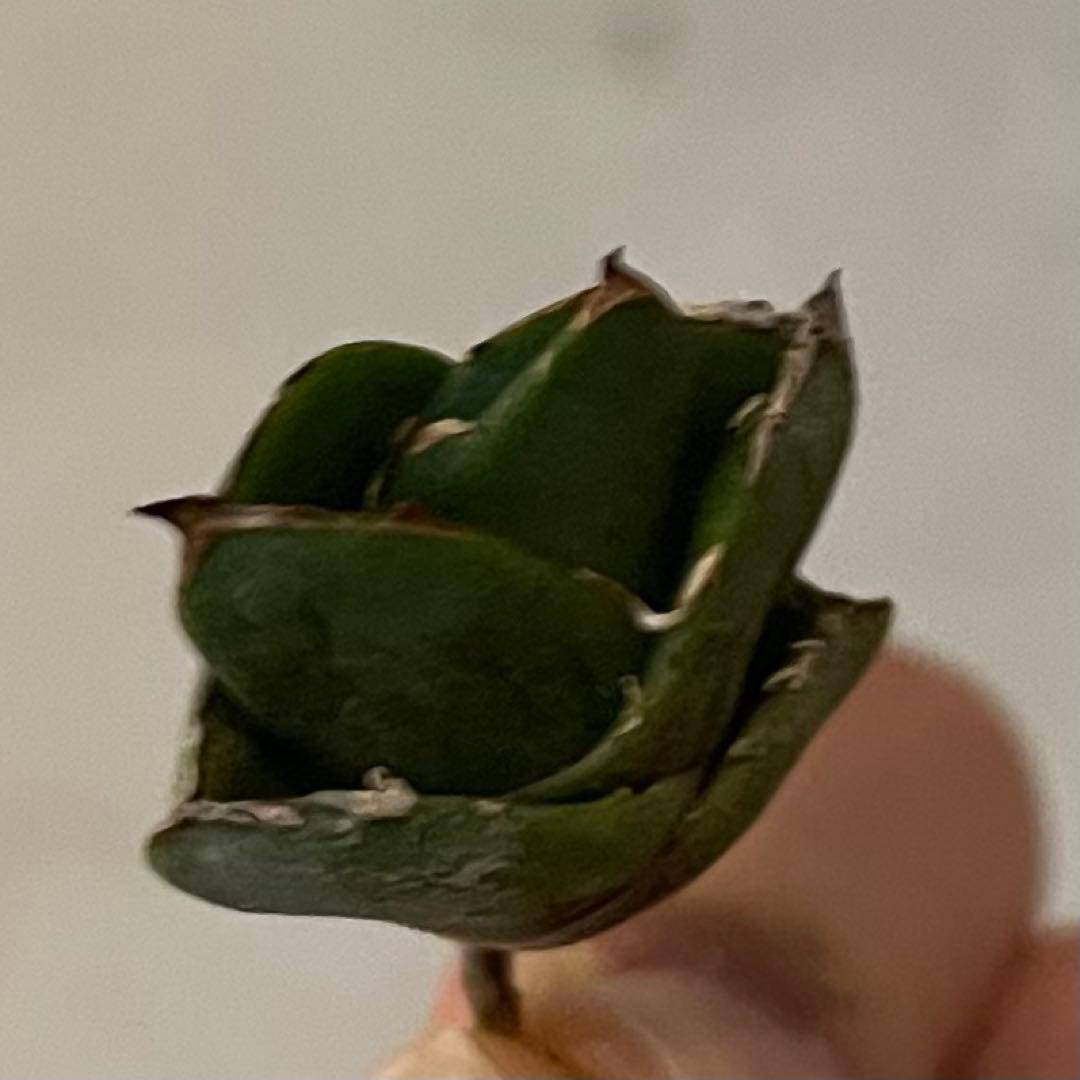 アガベ チタノタ cg01/cok 追星 - メルカリ