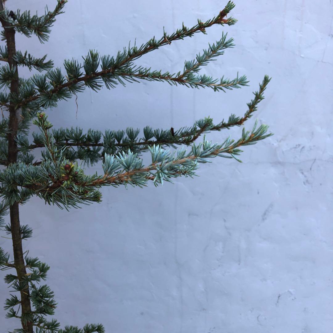 アトラスシーダー　グラウカ　大型