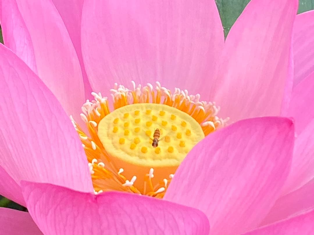 ハスの種 大賀ハスの種 50粒 - メルカリ