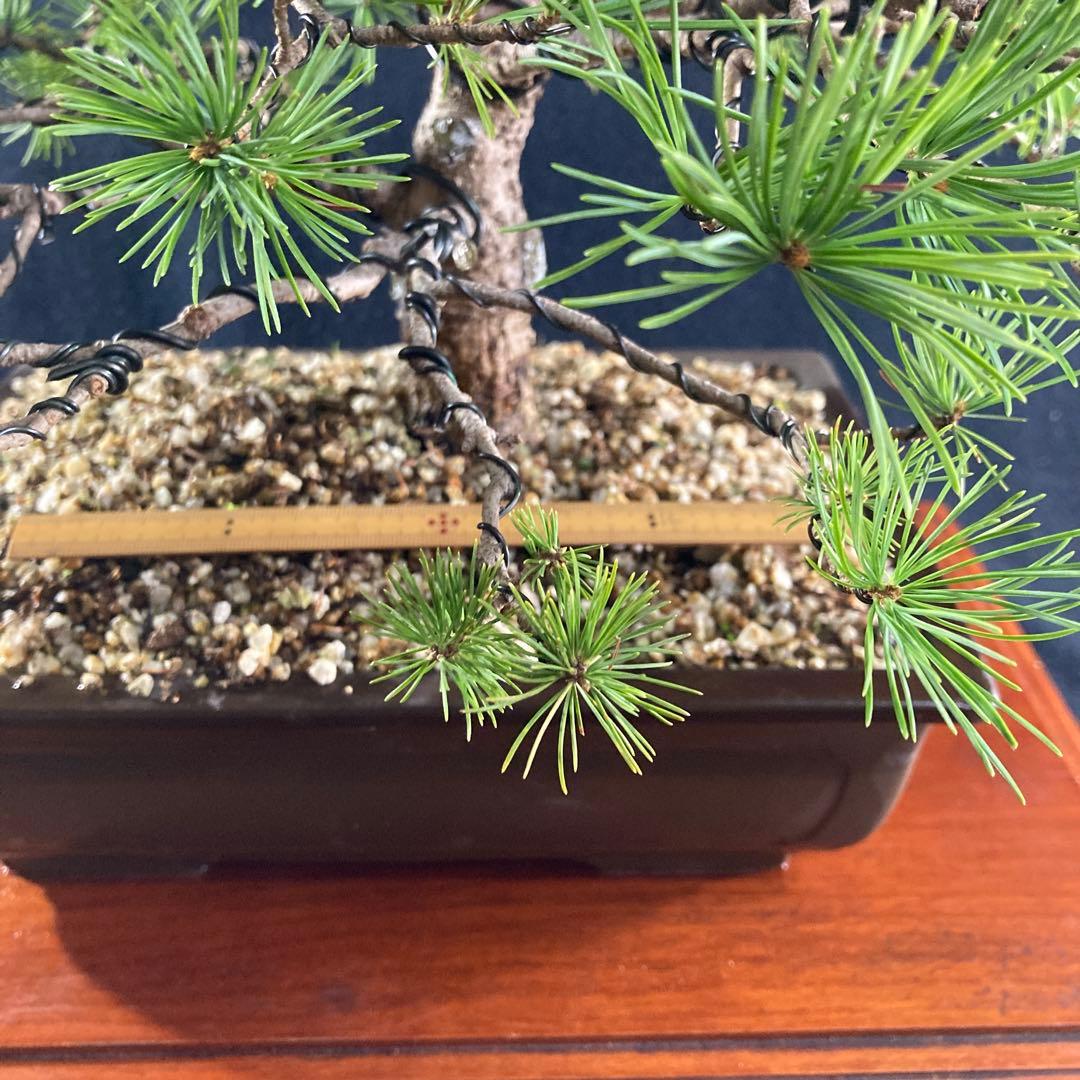 中品盆栽、赤石五葉松、模様木 目立った傷や汚れなし ストア