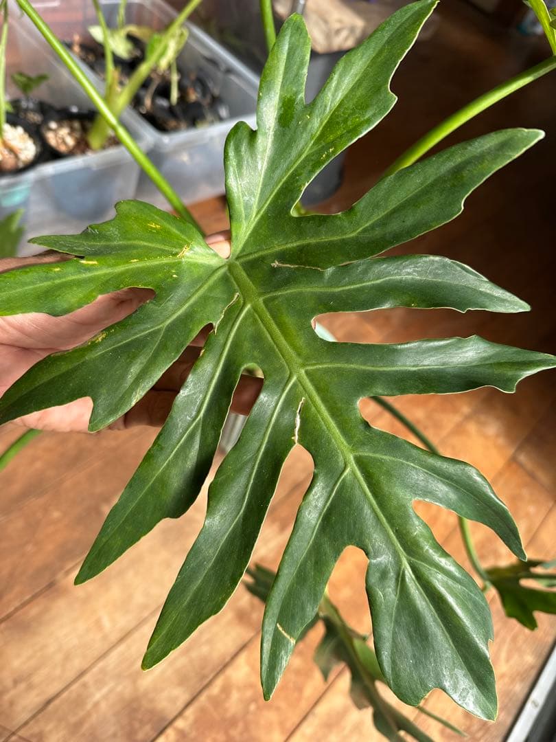 Philodendron selloum variegata セローム斑入り