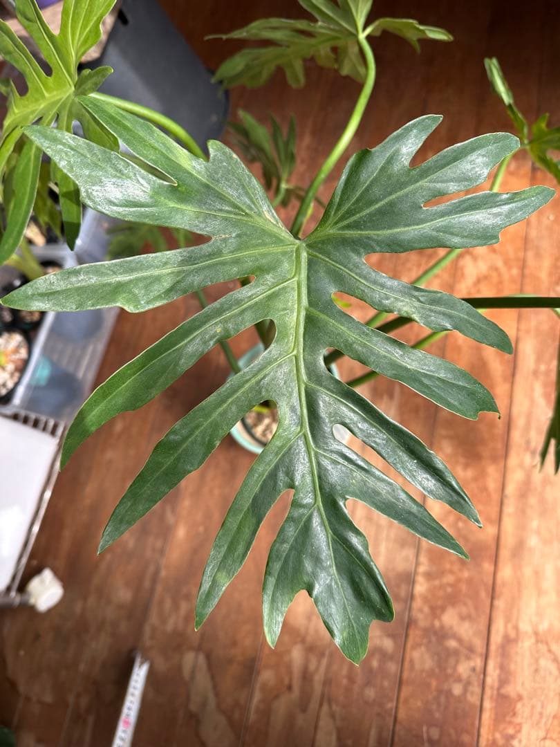 Philodendron selloum variegata セローム斑入り
