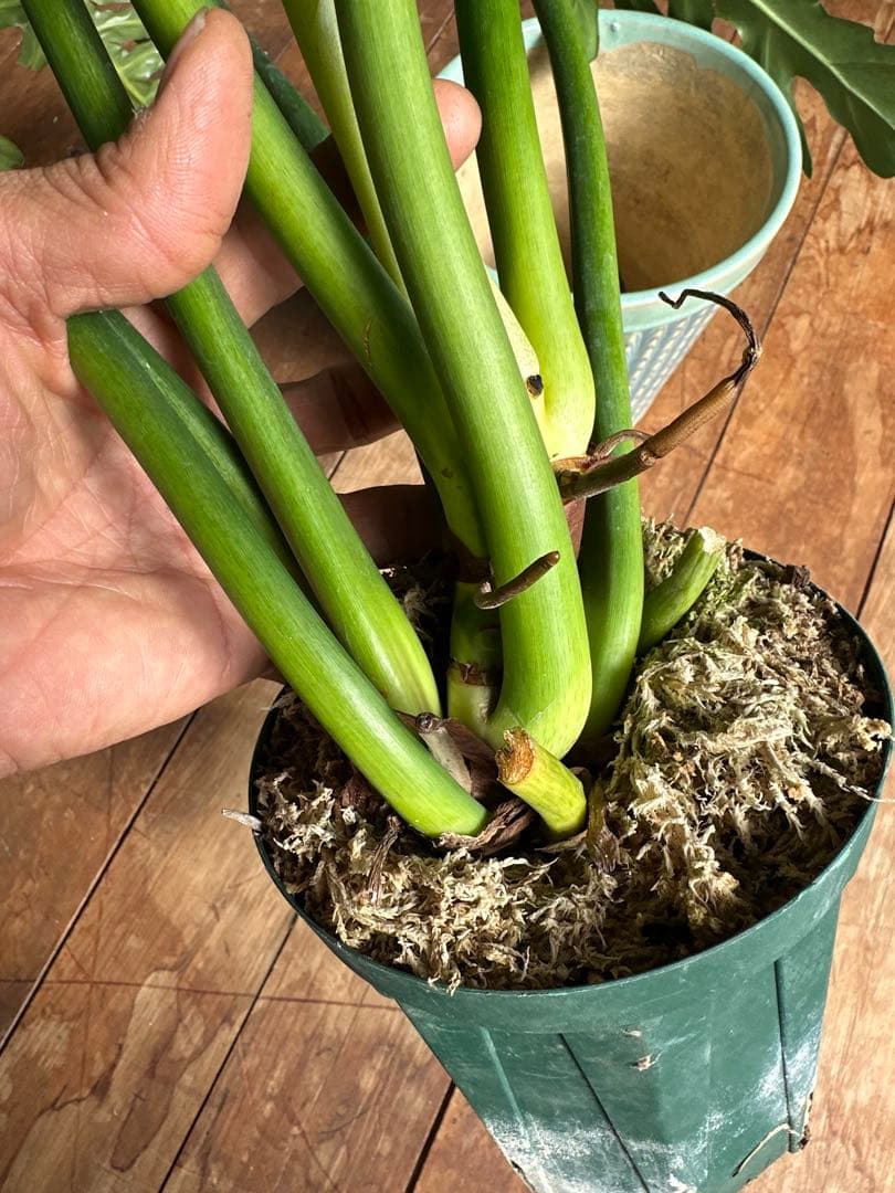 Philodendron selloum variegata セローム斑入り