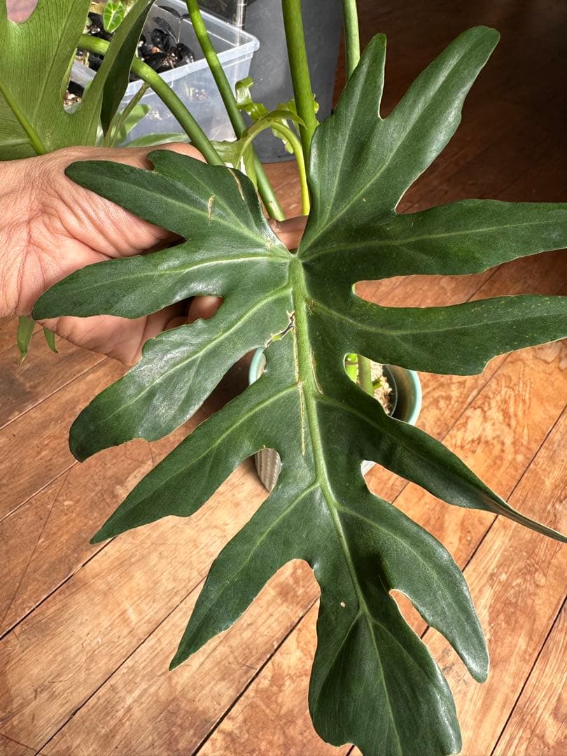 Philodendron selloum variegata セローム斑入り