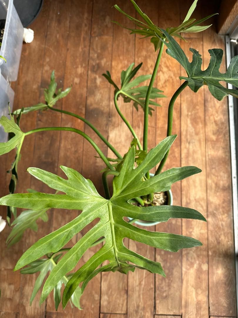 Philodendron selloum variegata セローム斑入り