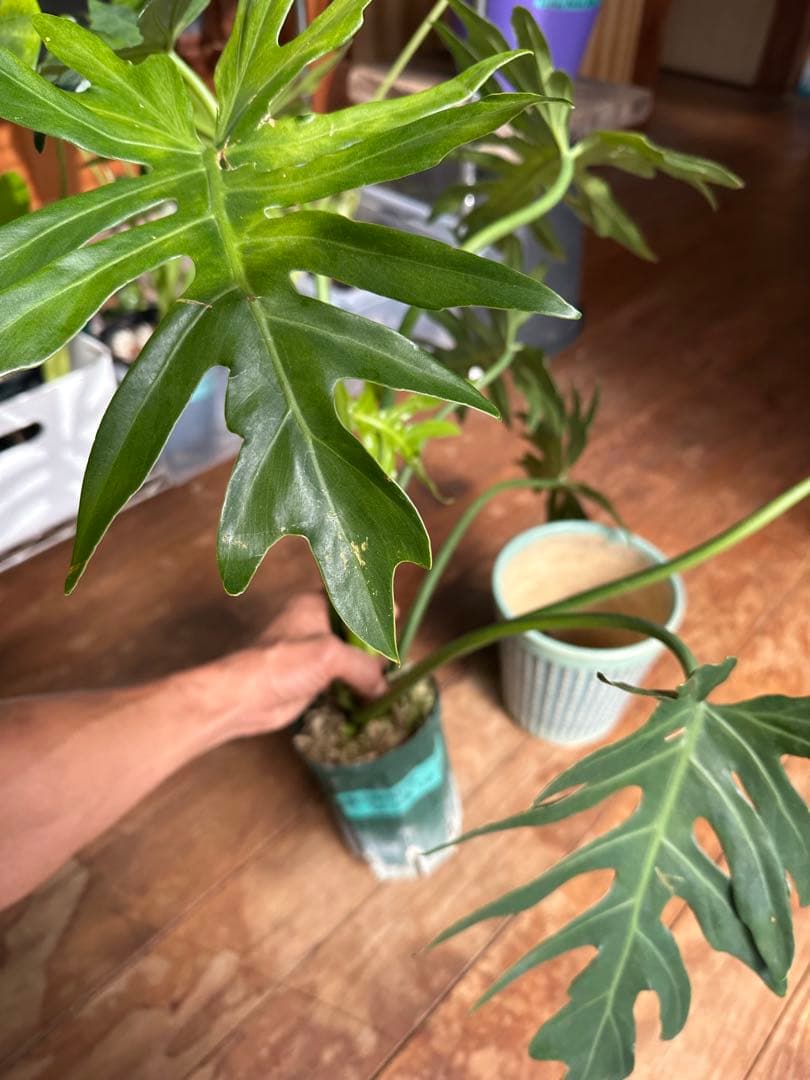 Philodendron selloum variegata セローム斑入り