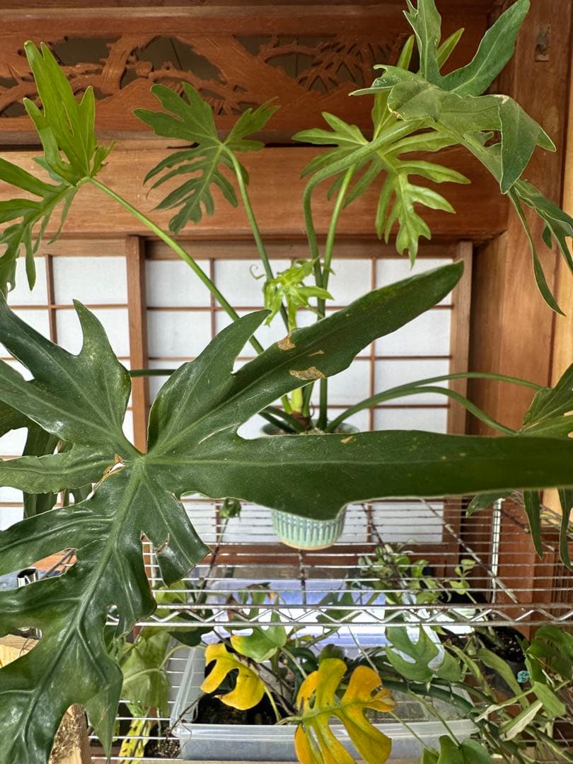 Philodendron selloum variegata セローム斑入り