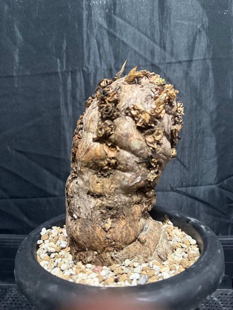 発根済み　ユーフォルビア　ムランジーナ