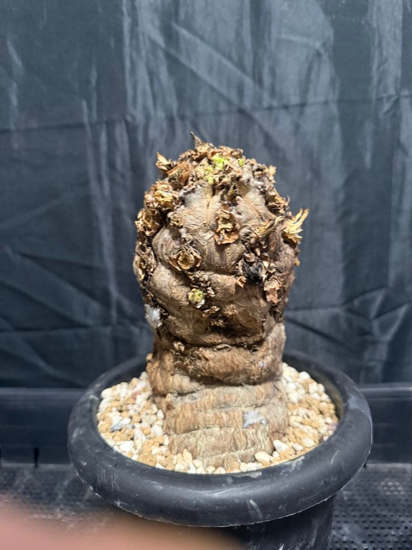 発根済み　ユーフォルビア　ムランジーナ