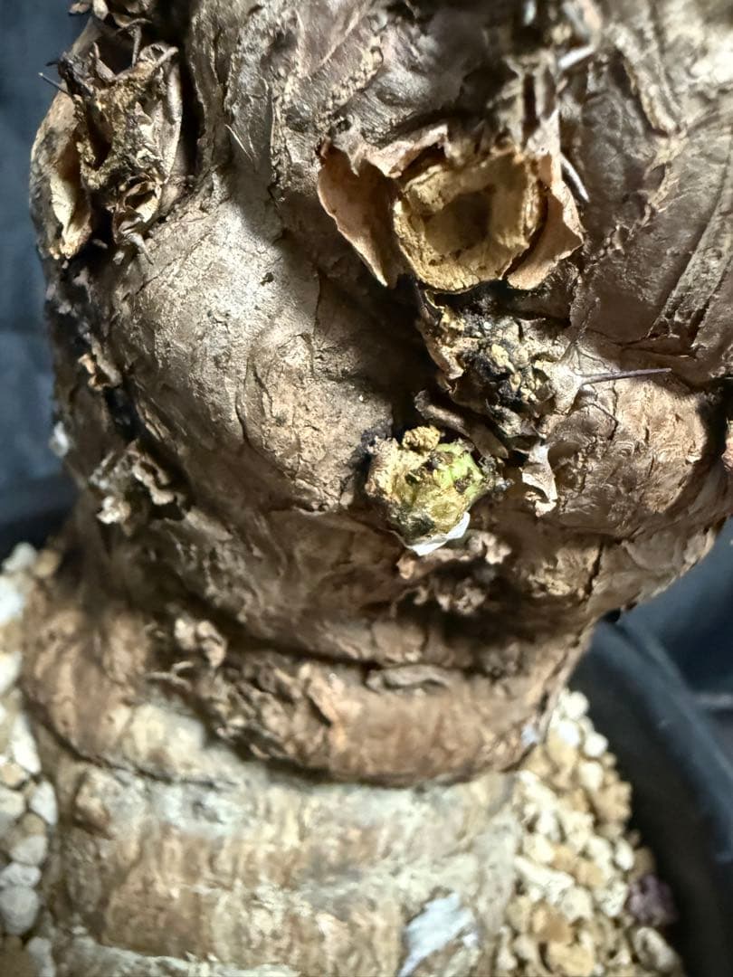 発根済み　ユーフォルビア　ムランジーナ