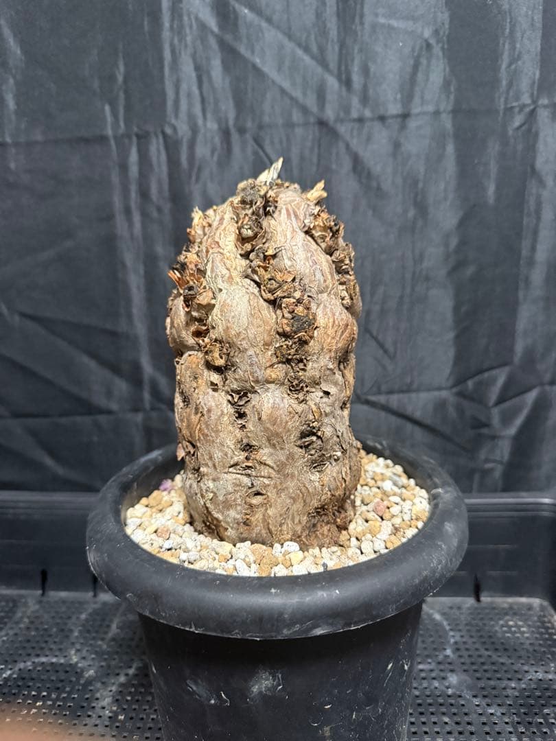 発根済み　ユーフォルビア　ムランジーナ