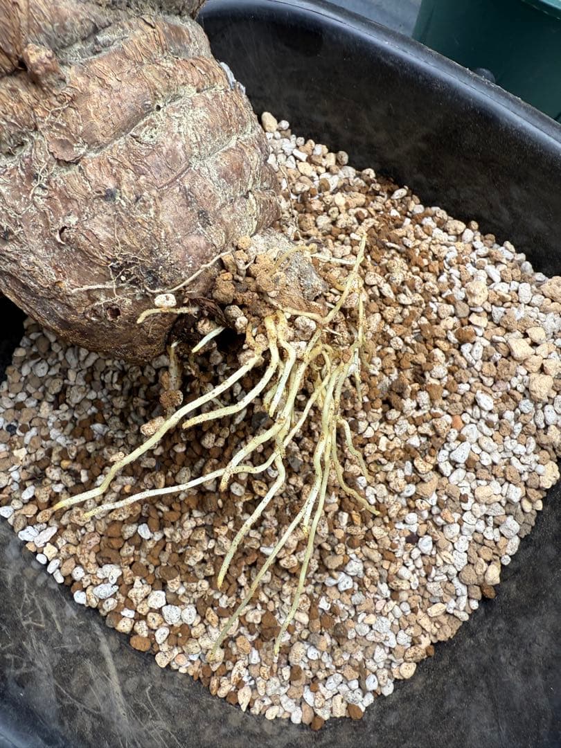 発根済み　ユーフォルビア　ムランジーナ