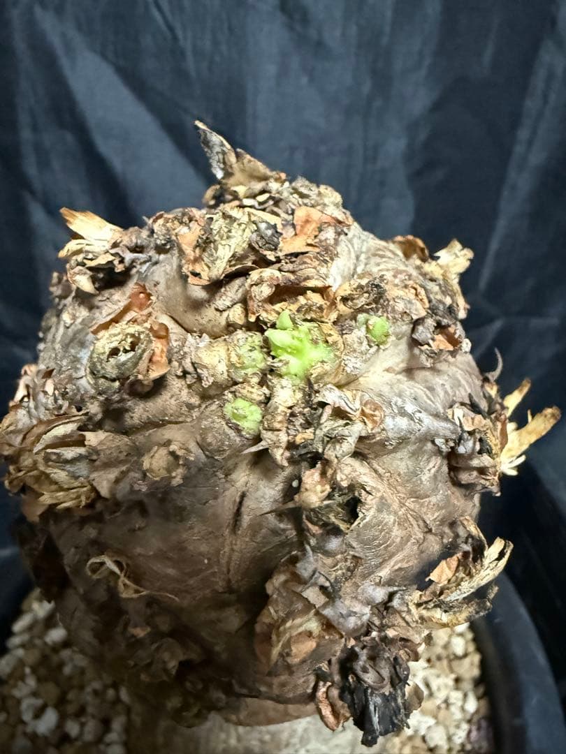 発根済み　ユーフォルビア　ムランジーナ