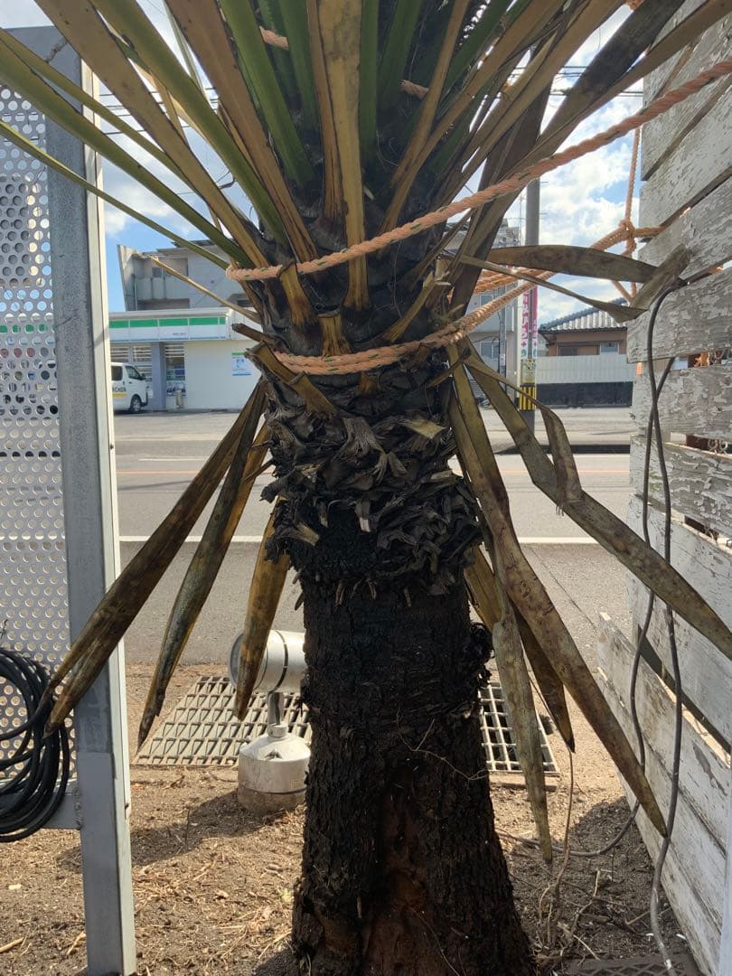 希少ユッカ・カルネロサーナ　ドライガーデン