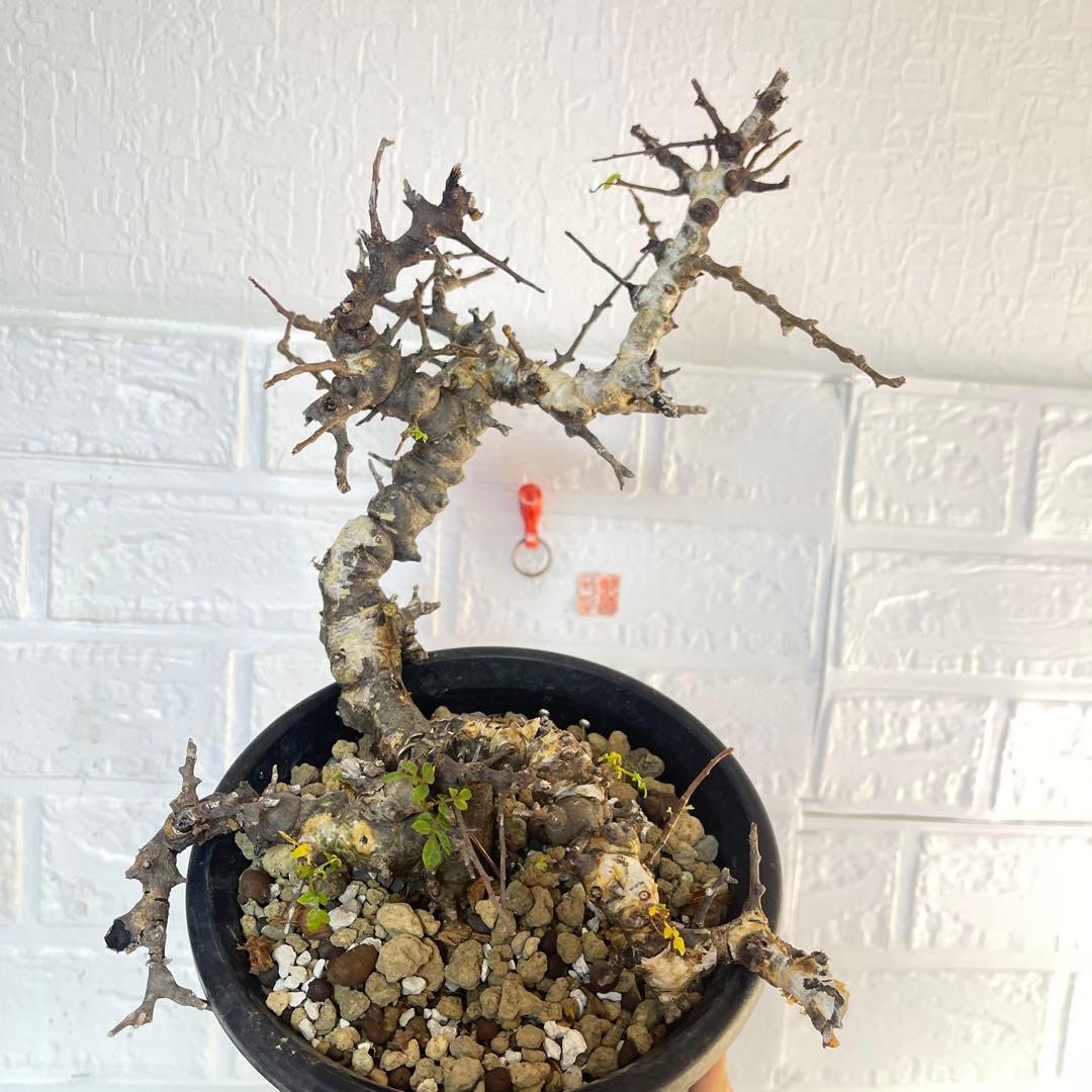 コミフォラ エイル 発根済み現地球