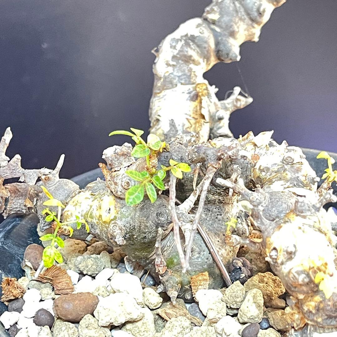 コミフォラ エイル 発根済み現地球