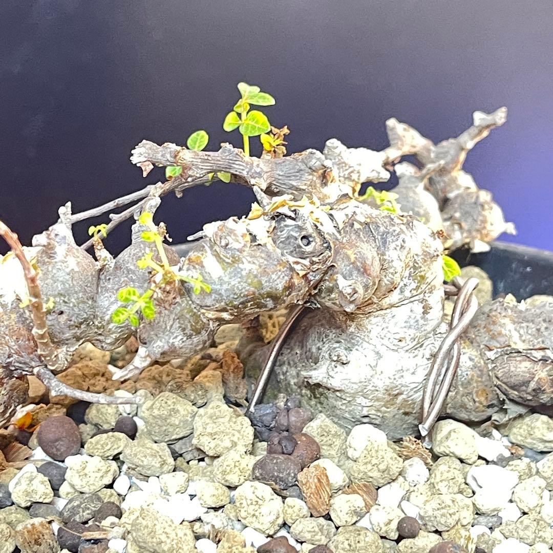 コミフォラ エイル 発根済み現地球