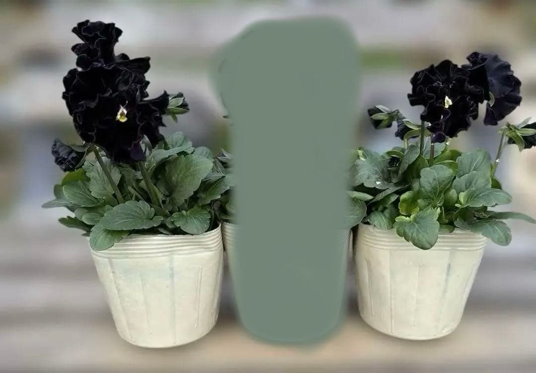 MIYABI様ご依頼品　フェデネージュ3苗 みはなだ3苗他3苗　計9苗メルカリ便